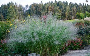 Просо прутовидне Lautre Jardin &Eta;&Phi;-00000323 фото