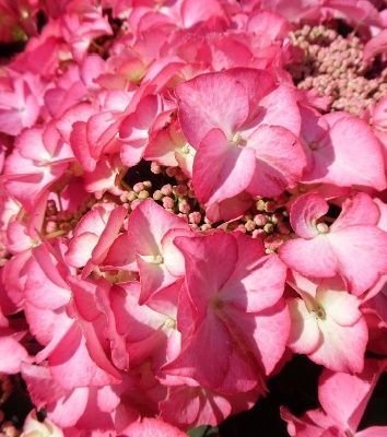 Гортензія 'Tiffany pink'&reg; НФ-00005159 фото