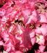 Гортензія 'Tiffany pink'&reg; НФ-00005159 фото 2