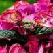 Гортензія 'Tiffany pink'&reg; НФ-00005159 фото 1