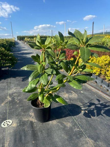 Рододендрон 'Roseum Elegans' НФ-00005178 фото