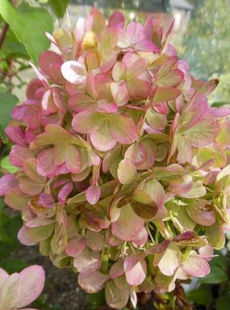 Гортензія Pastel green С2 НФ - 1119 фото