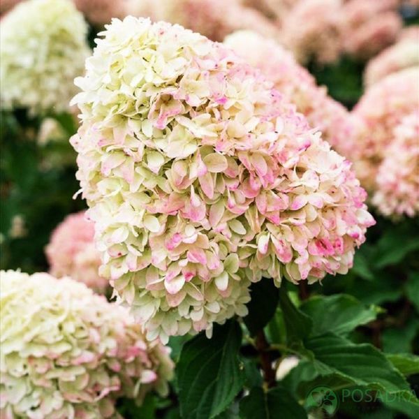 Гортензія Pinkachu P9 НФ - 00019 фото