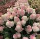 Гортензія Pinkachu P9 НФ - 00019 фото 1