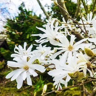 Magnolia stellata 25-35 см НФ-00005199 фото