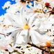 Magnolia stellata 25-35 см НФ-00005199 фото 2