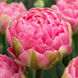 Тюльпан Adore (pink) (2 шт. в упаковці) 19136 фото 3
