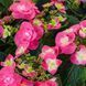 Гортензія 'Flame Hot Pink'&reg; НФ-00005165 фото 2