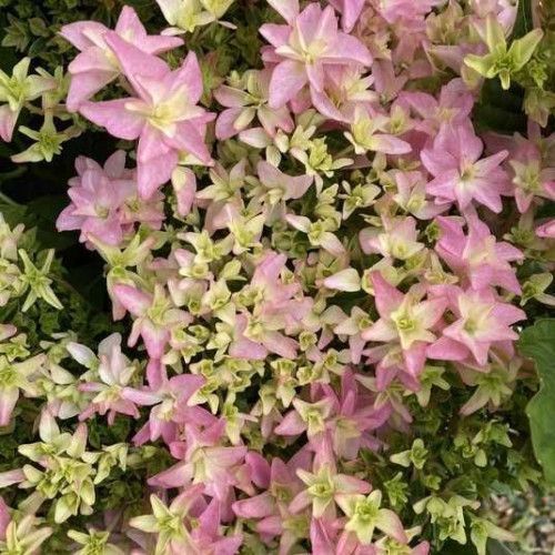 Гортензія 'Floria'&reg; НФ-00005172 фото