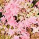 Гортензія 'Floria'&reg; НФ-00005172 фото 1